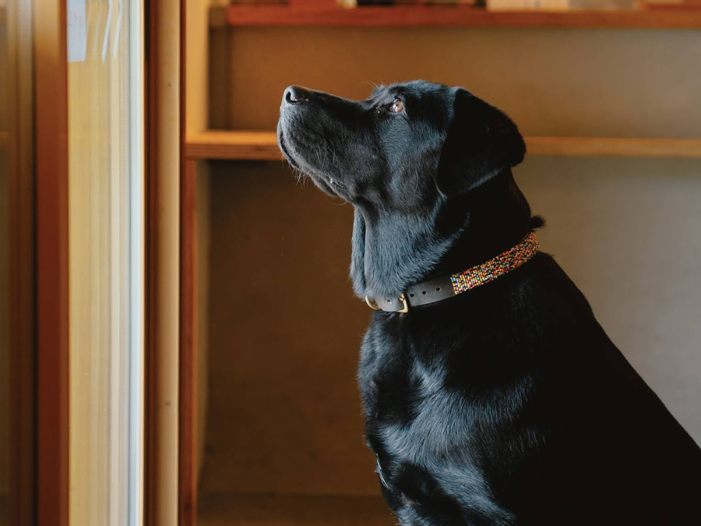 田万里家はドッグフレンドリーカフェ。店内わんちゃん同伴OKです